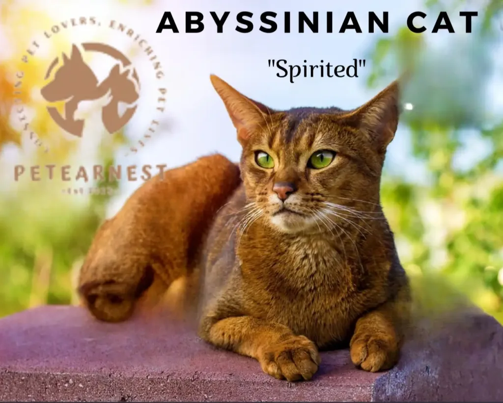 Abyssinian Cat Outdoors in the Garden - Discover Brilliant Cat Breeds