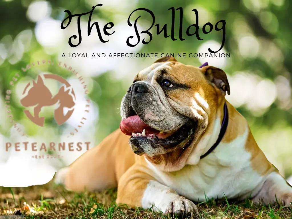 The Bulldog: A Loyal and Affectionate Canine Companion: most attractive dog breeds