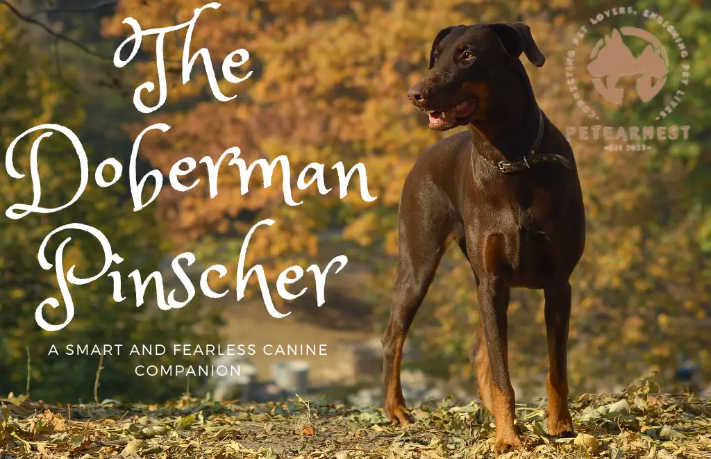 The Doberman Pinscher: A Smart and Fearless Canine Companion: most attractive dog breeds