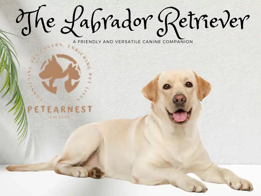 Labrador retriever: A Friendly and Versatile Canine Companion: Most attractive dog breeds