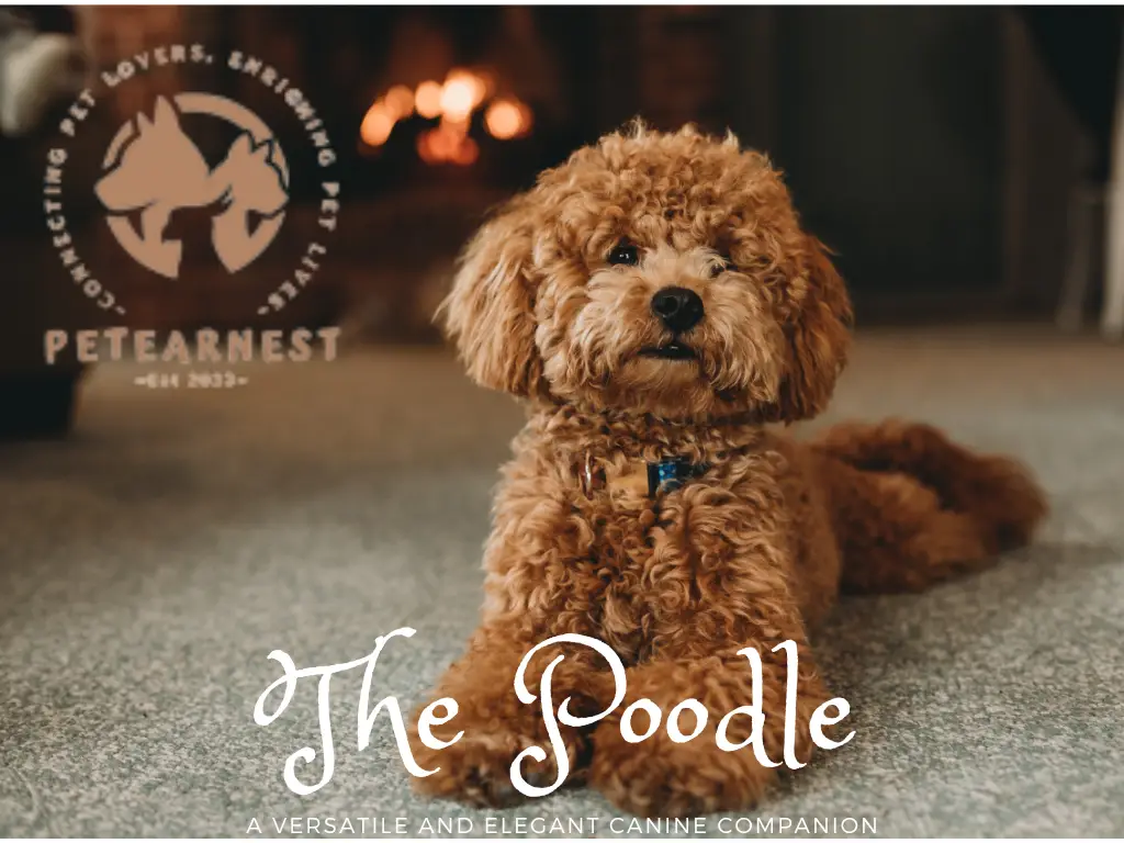 The Poodle: A Versatile and Elegant Canine Companion: most attractive dog breeds