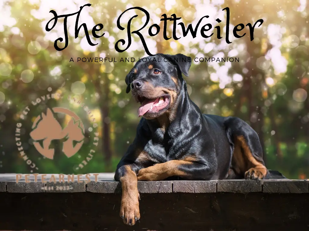 The Rottweiler: A Powerful and Loyal Canine Companion: most attractive dog breeds