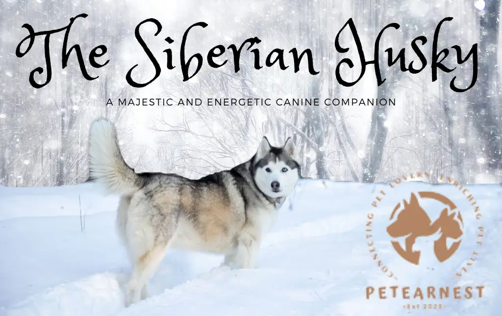 The Siberian Husky: A Majestic and Energetic Canine Companion: most attractive dog breeds