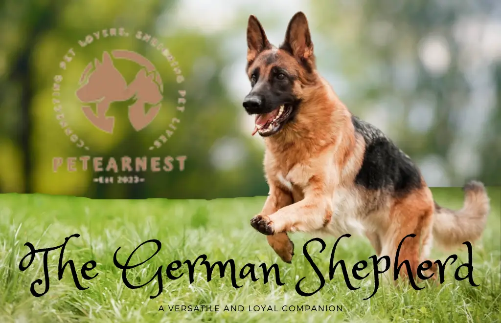 The german Sheperd: A Versatile and Loyal Companion_most attractive dog breeds