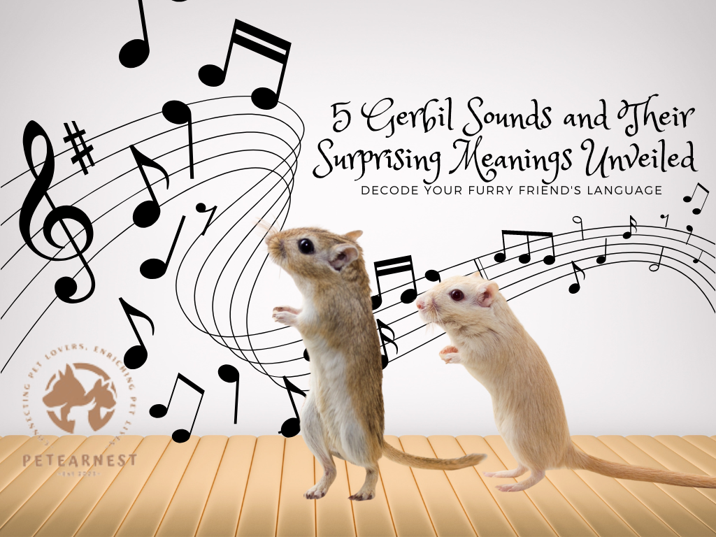 Gerbil Sounds and their meanings - Decode Your Furry Friend's Language
