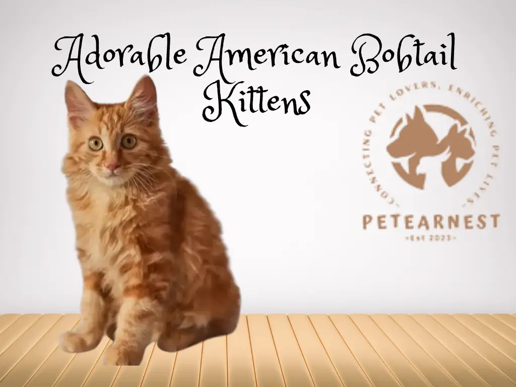 The playful red American Bobtail kittens, three months old, lounging on a blurred background
