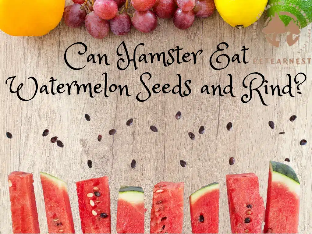 Can Hamster Eat Watermelon Seeds and Rind?- Can Hamsters Eat Watermelon?
