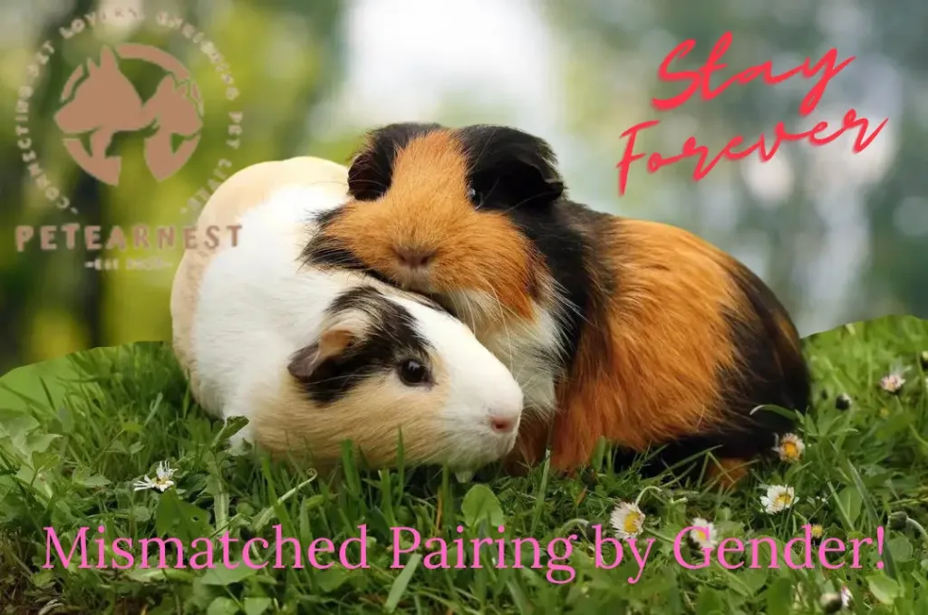 Mismatched Pairing by Gender; Can guinea pigs kill each other?