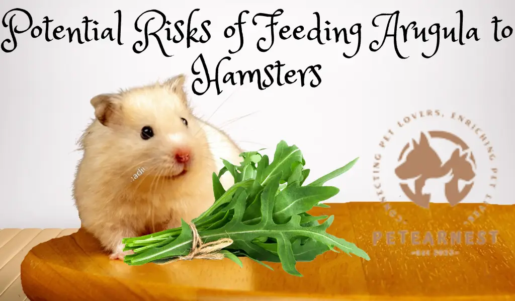 Potential Risks of Feeding Arugula to Hamsters - Can Hamsters Eat Arugula?