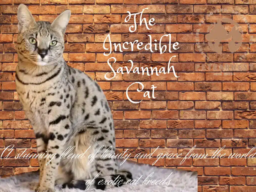 A beautiful Savannah cat, a hybrid of wild African Serval and domestic cat, from the exotic cat breeds family