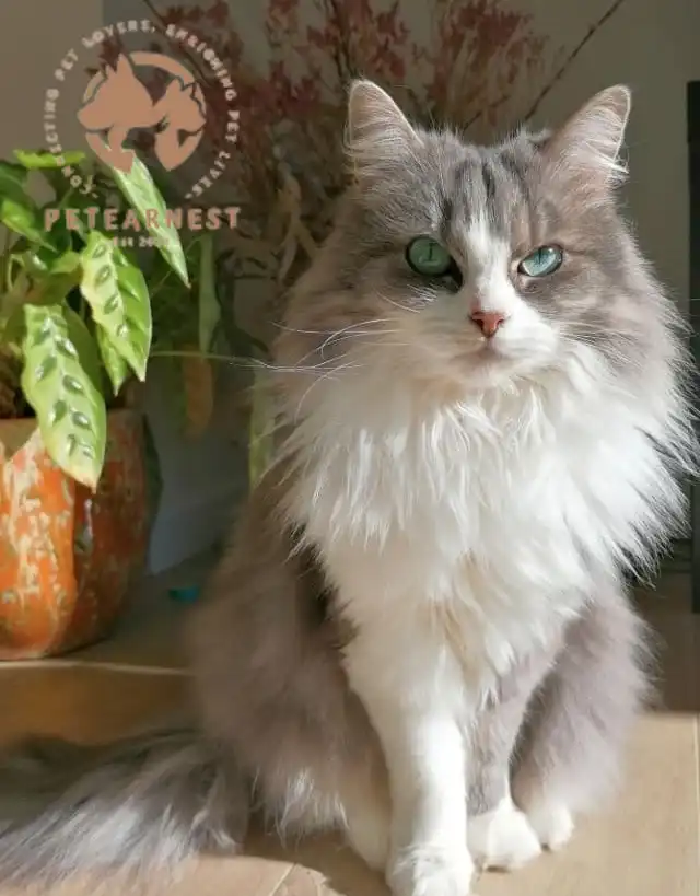 Beautiful and cute cat with fluffy, grey fur and pretty green eyes - chilling in living room