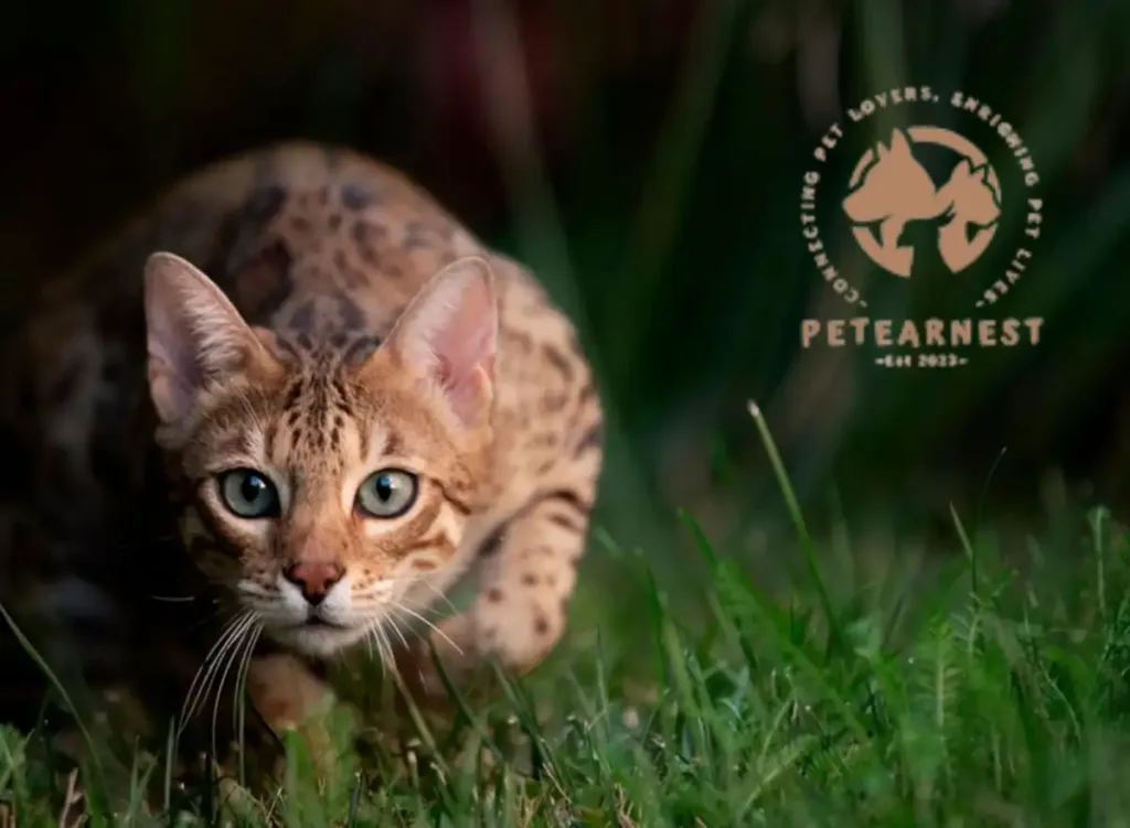 A portrait of a Bengal cat against a background of lush green grass