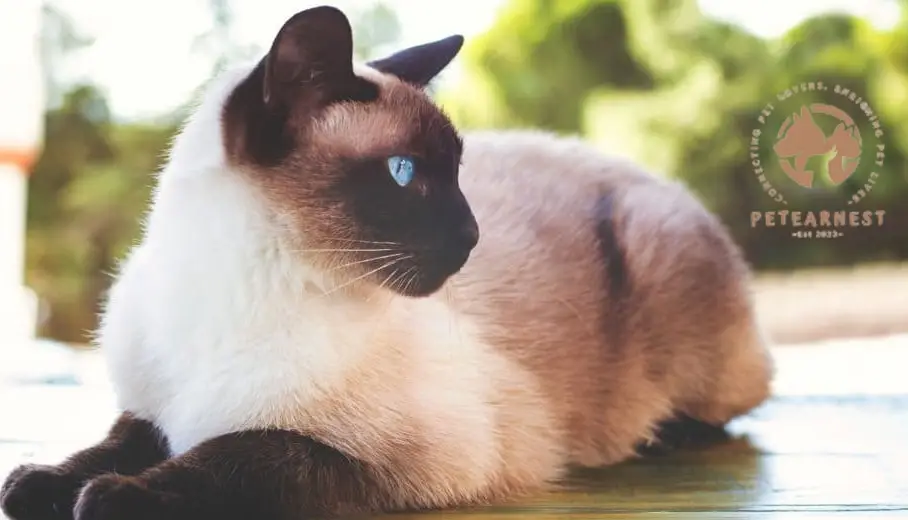 Siamese cat relaxing in the sun on a house balcony