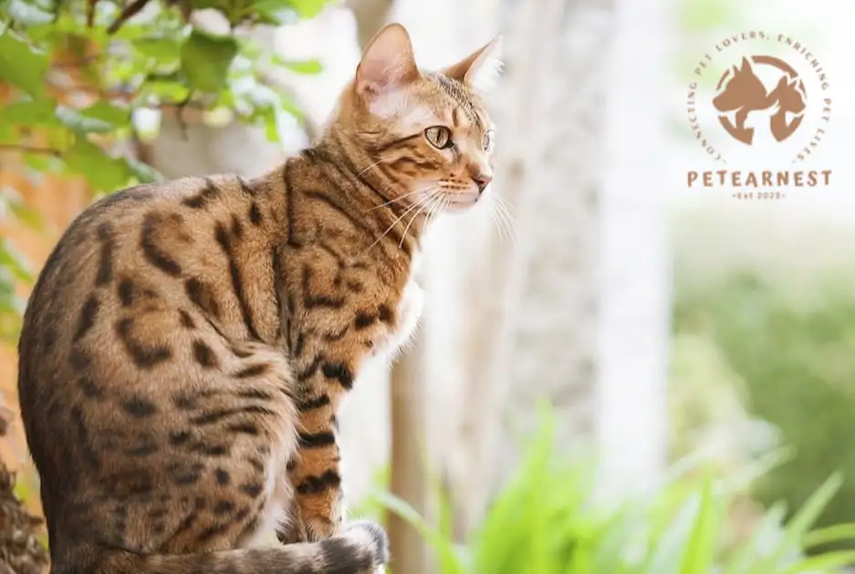 A Bengal cat sitting at a window corner, gazing out at the natural scenery