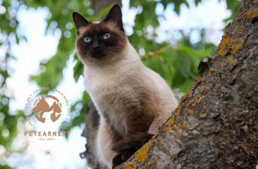 A portrait of regal grace, this Siamese cat sits perched on an old tree, surveying its surroundings with a sense of nobility