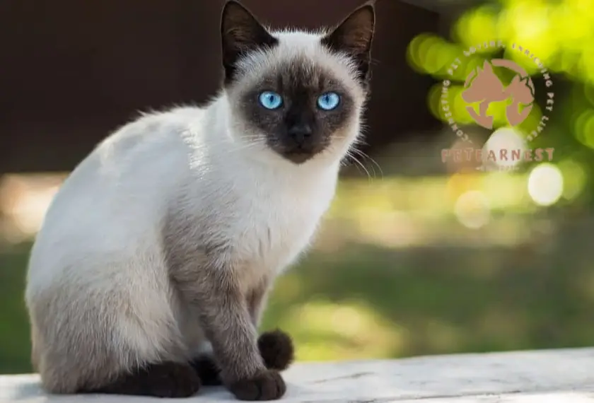 Siamese cat with piercing blue eyes gazing at the camera
