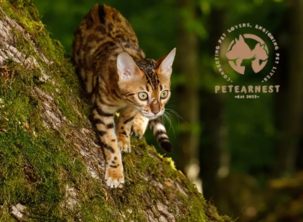 A Bengal cat hunting in a forest with a lush green nature background