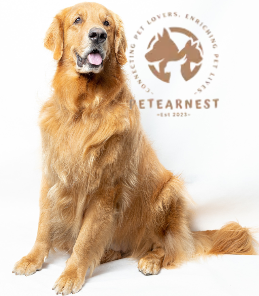 Golden retriever dog sitting upright and looking directly at the camera, with a clear and friendly expression on its face. The dog is surrounded by a neutral background, and a Petearnest.com logo is visible in the Top right corner