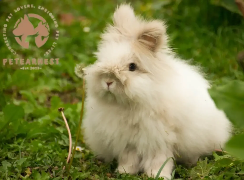 A cute Angora bunny posing in a lush green garden, showcasing the soft and luxurious wool that it produces.