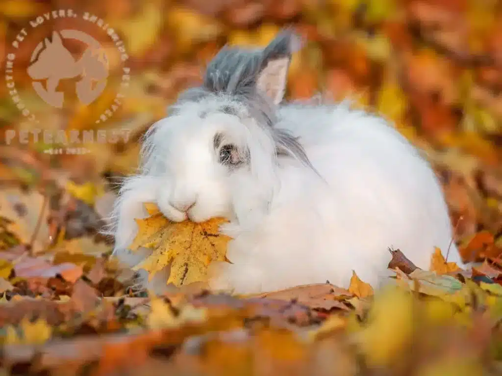 A beautiful fluffy white Angora rabbit enjoying a delicious leaf in the colorful autumn landscape