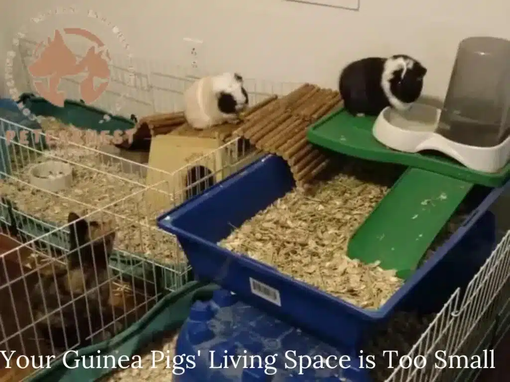 If Your Guinea Pigs' Living Space is Too Small; Can guinea pigs kill each other?