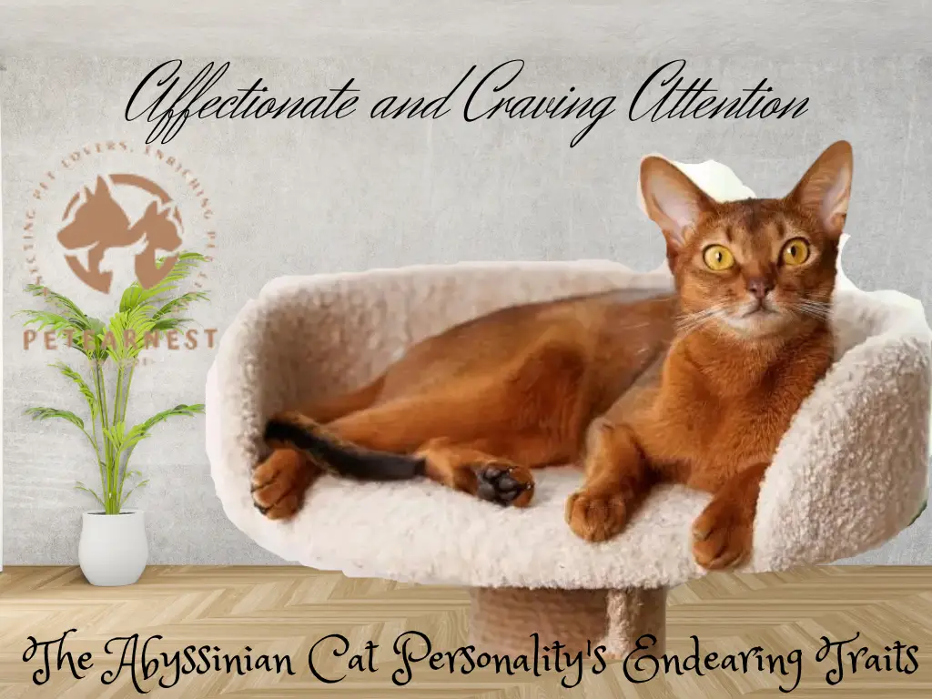 Affectionate and Craving Attention: The Abyssinian Cat Personality