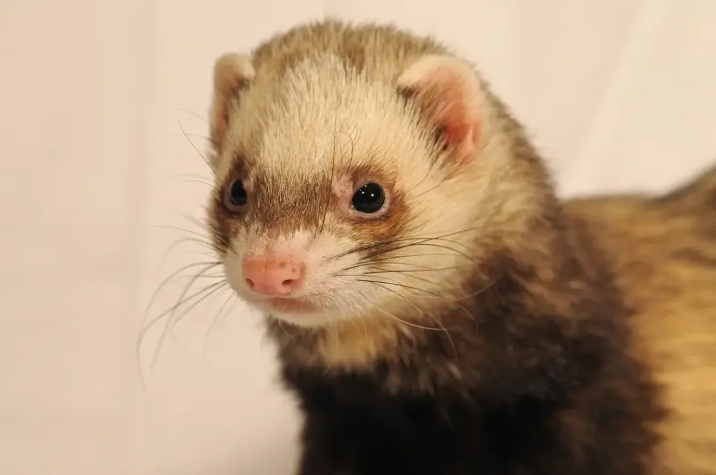 How Much Is a Ferret at PetSmart?