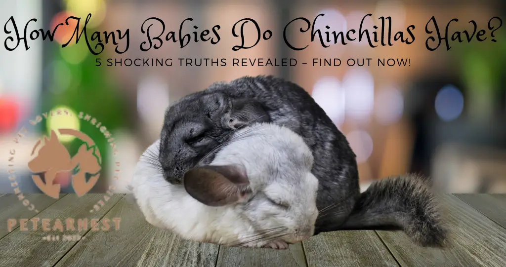 How many babies do chinchillas have?