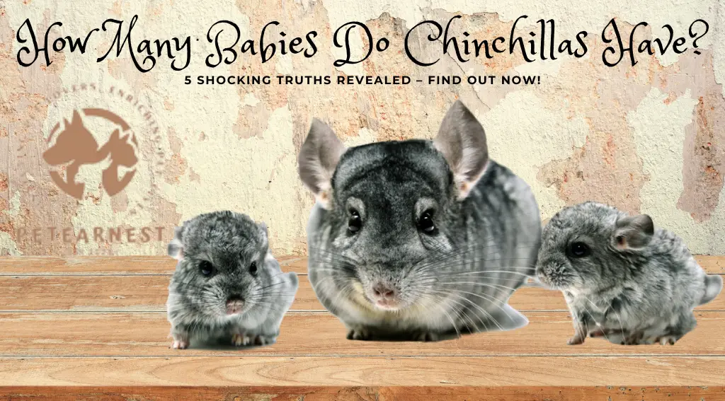 How Many Babies Do Chinchillas Have? 5 Shocking Truths Revealed Find