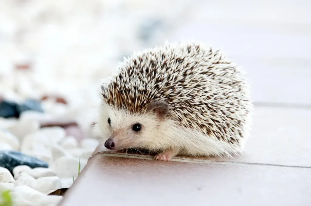 Common Hedgehog Diseases