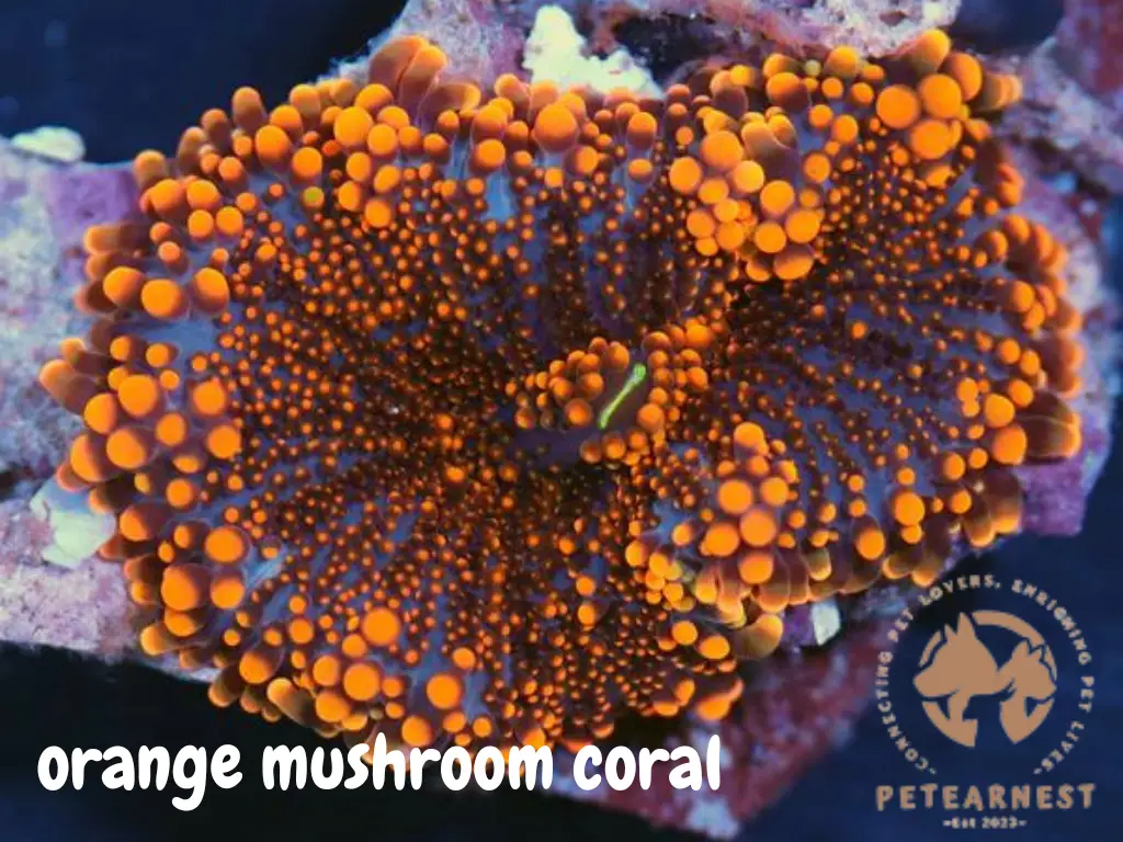 Orange Mushroom Coral