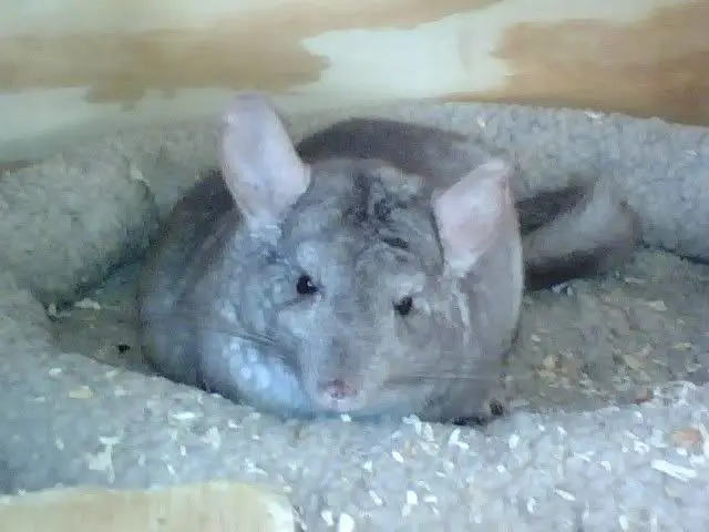 How Many Babies Do Chinchillas Have?