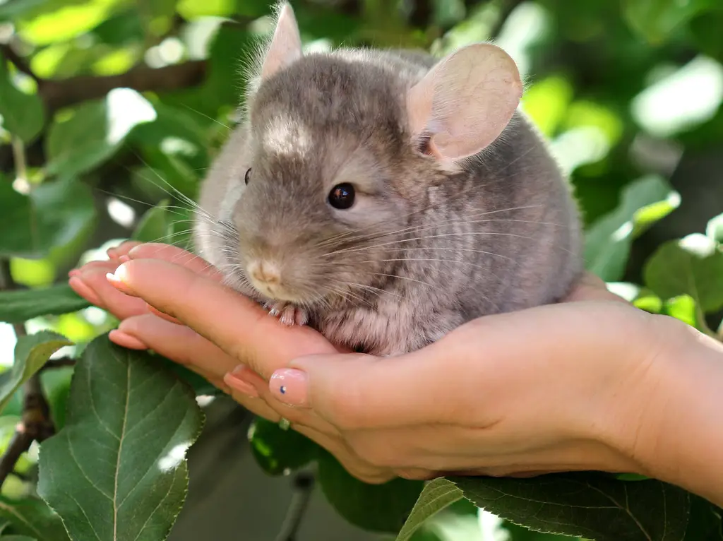 How long do chinchillas live?