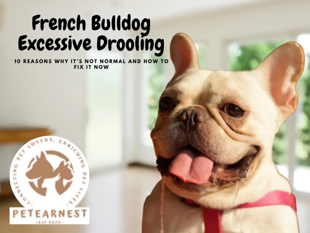 French Bulldog Excessive Drooling?