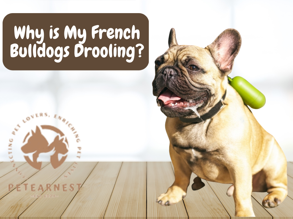 French Bulldog Excessive Drooling