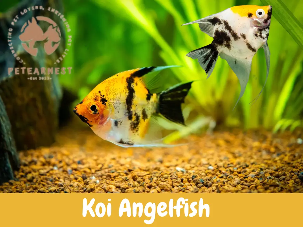 Can Angelfish and Goldfish Live Together?