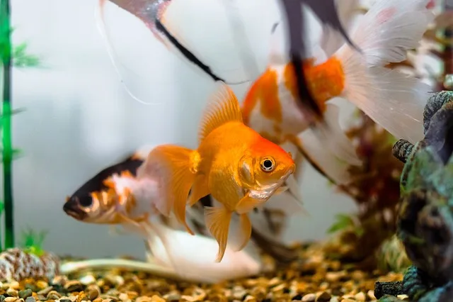 Can Angelfish and Goldfish Live Together?