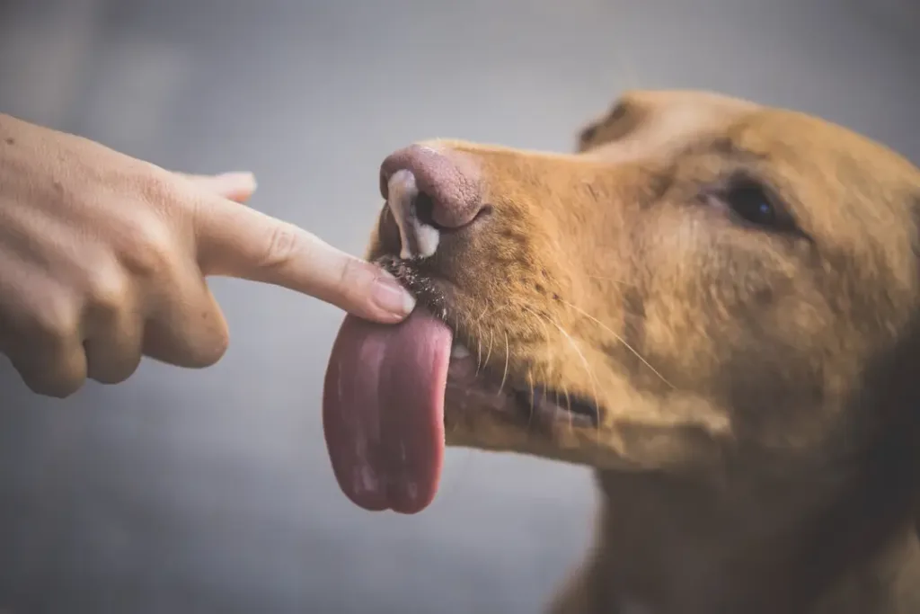 What Happens When a Dog Tastes Blood?