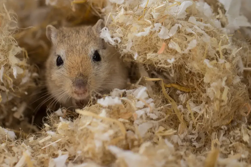 can gerbils eat cheese?