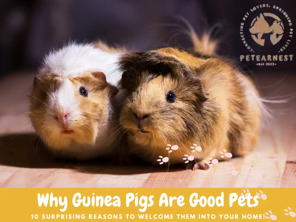 Discover Why Guinea Pigs Are Good Pets: 10 Surprising Reasons to ...