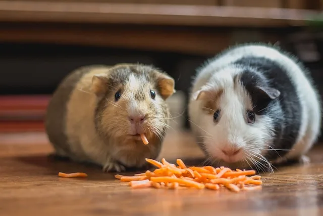 Why Guinea Pigs Are Good Pets?