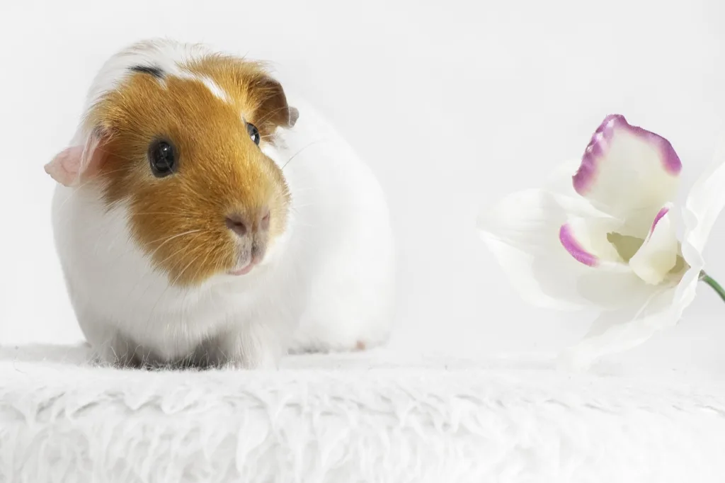 Can Hamsters and Guinea Pigs Live Together?