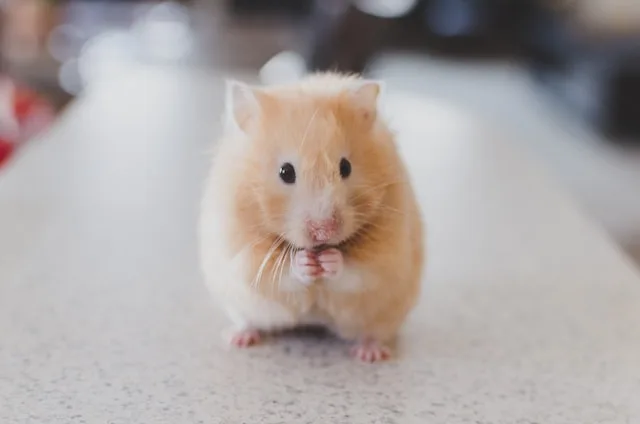 Can Hamsters and Guinea Pigs Live Together?