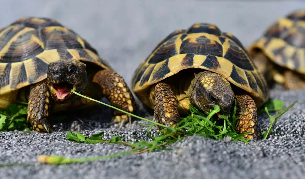 Can Tortoises Eat Aloe Vera?