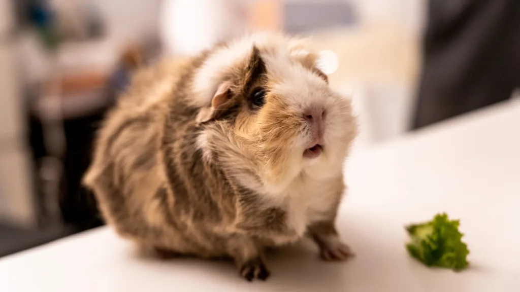 Can Guinea Pigs Eat Daisies?