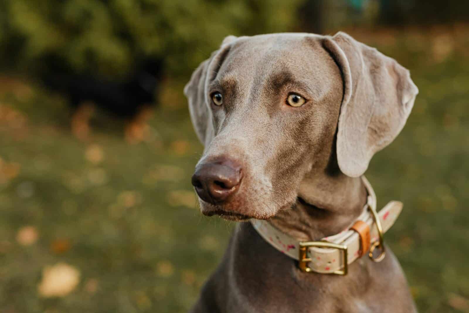 Loyal And Intelligent: The Weimaraner 