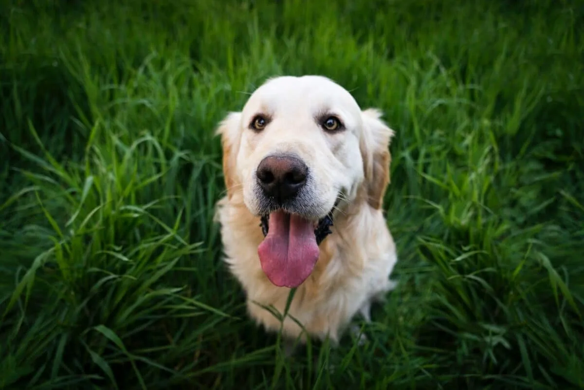 The Perfect Family Dog: The Golden Retriever 