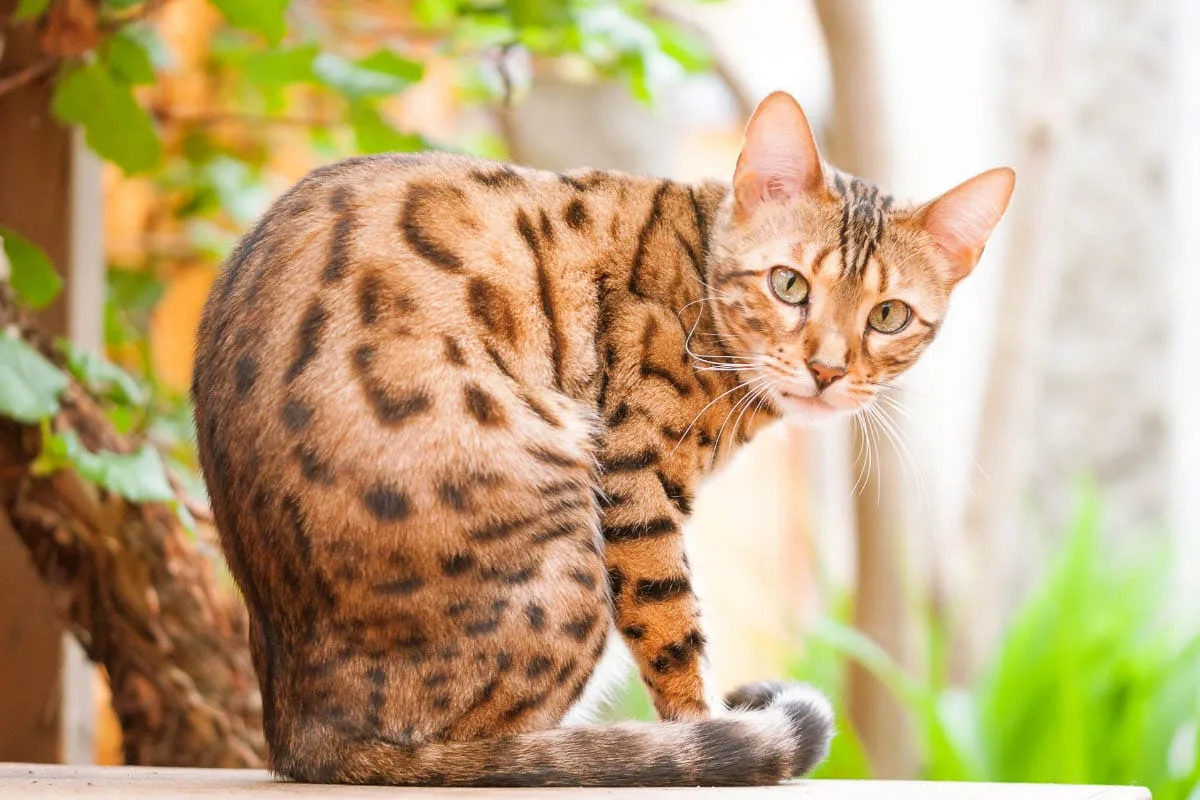 Savannah Cat Vs Bengal Cat: Breed Comparison Story 