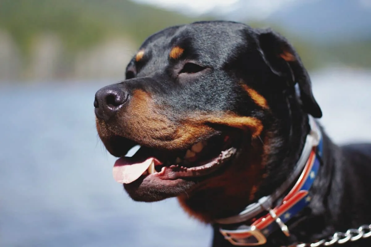 Get To Know The German Rottweiler 