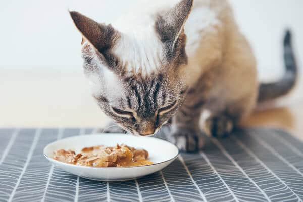 Can Cats Eat Peanut Butter? 6 Things Cat Owners Should Know Story 